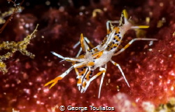 Tiger Shrimp by George Touliatos 